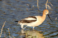 April Tour - ponds and lakes