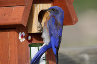 Bluebird and butterflies